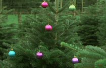 Dinamarqueses procuram árvore de natal perfeita