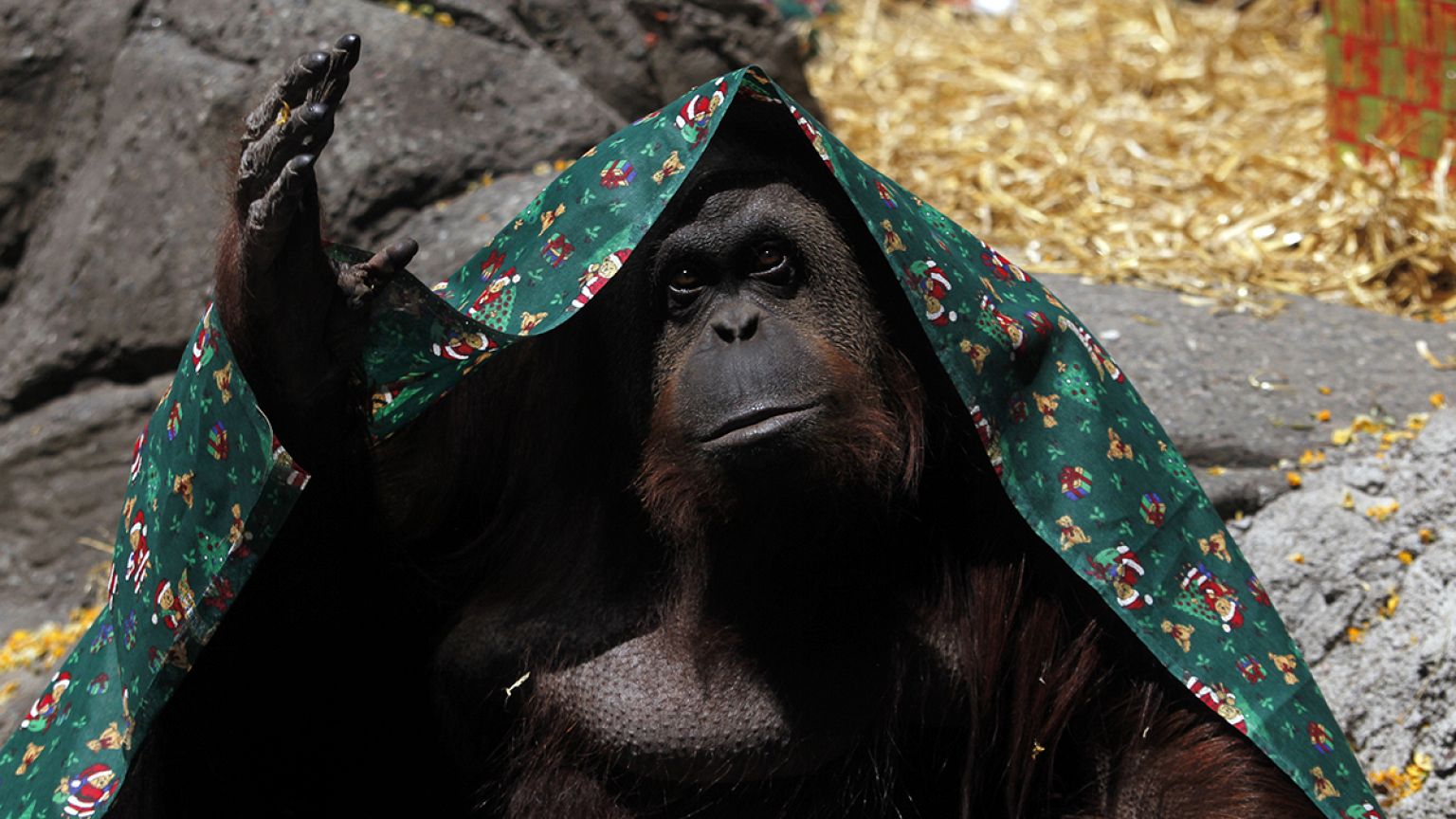 Argentine : un tribunal reconnaît un orang-outan comme « personne non humaine »