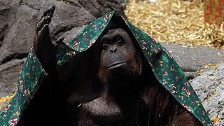 Argentine : un tribunal reconnaît un orang-outan comme « personne non humaine »