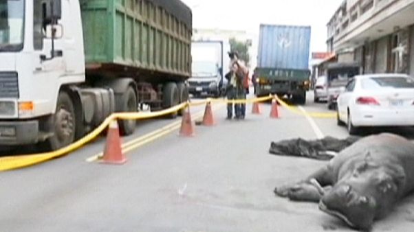 Un hipopótamo fallece en Taiwán por las heridas sufridas en dos accidentes consecutivos Un hipopótamo fallece en Taiwán por las heridas sufridas en dos accidentes consecutivos