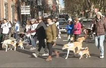 Madrid'de köpek yarışı
