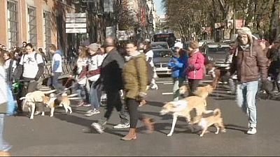 Sanperrestre dog race held in Madrid