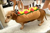 نمایش نژاد سگ داشهوند در فلوریدای آمریکا