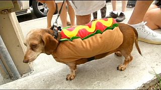 Nouvel An en Floride: une parade qui a du chien