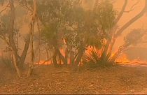 Avustralya'da orman yangınları kontrol atına alınamıyor