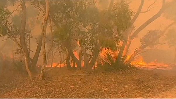 A Adelaïde, les pompiers australiens combattent les pires incendies depuis 30 ans A Adelaïde, les pompiers australiens combattent les pires incendies depuis 30 ans