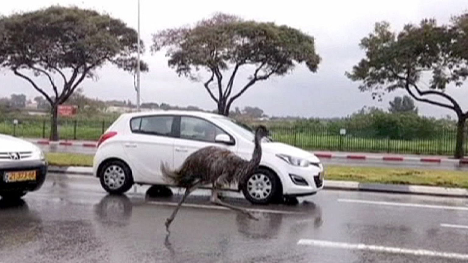 Escaped emu turns heads on Israeli highway