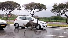 Escaped emu turns heads on Israeli highway