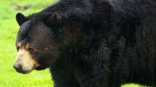 Bears poisoned by chocolate overdose