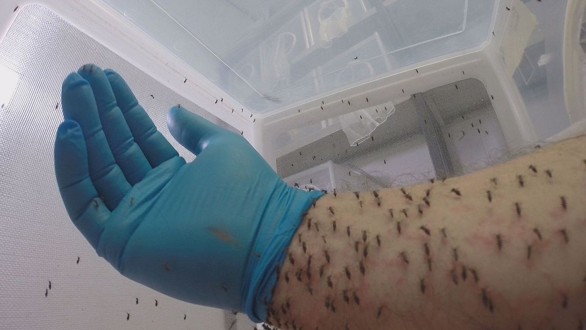 Una nueva trampa antimosquitos para luchar contra la malaria