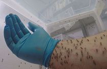 Επιστήμη κατά κουνουπιών