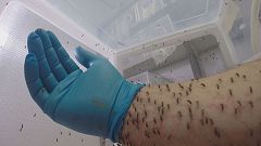 Ein neues Mittel gegen Malaria-Moskitos