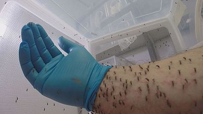 Sucker punch: the European research project dealing a blow to mosquitoes