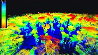 Mapas 3D para medir el dióxido de carbono almacenado en los árboles