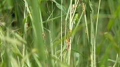 Madagascar sous la menace des criquets