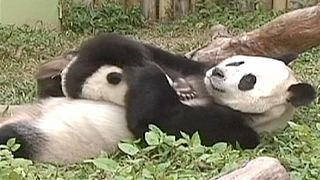 World's only giant panda triplets turn 6 months old