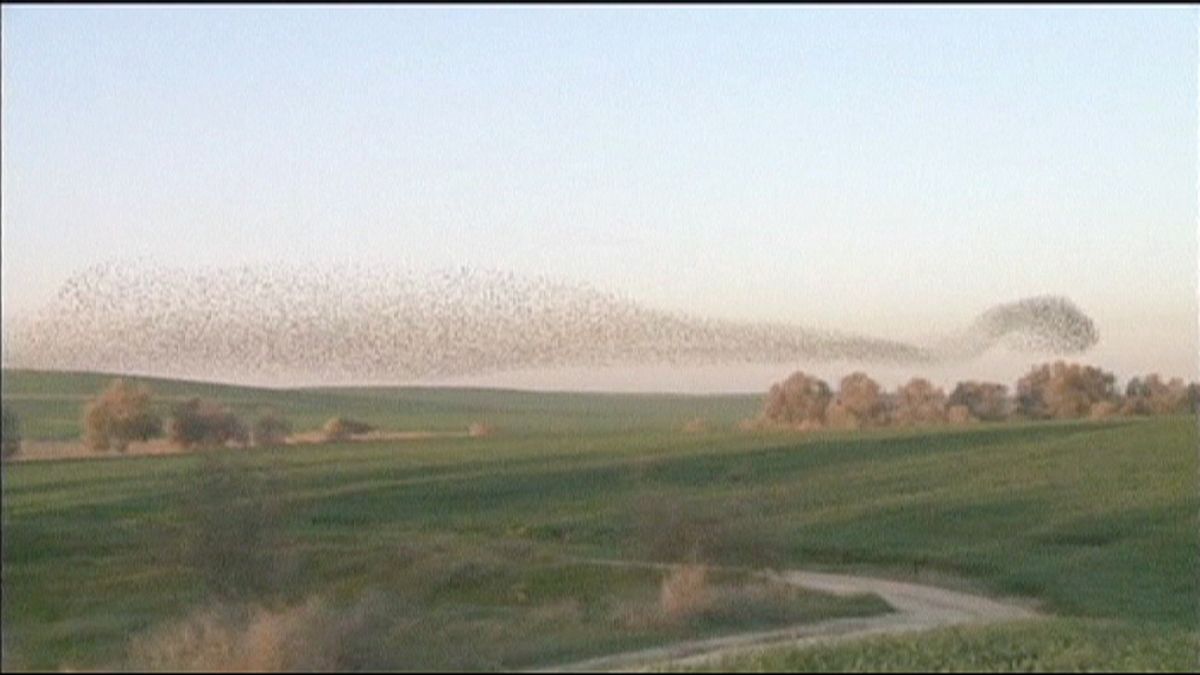 Synchronised starlings fly over Israel