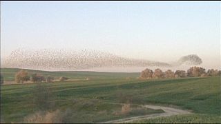 Synchronised starlings fly over Israel