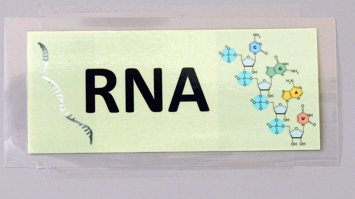 Kansere çare: 'RNA molekülleri'