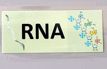 ARN: la molecula doctora del organismo