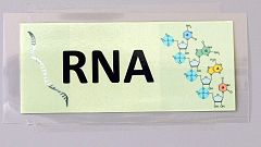 RNA: Η «αδελφή» του DNA θεραπεύει το ανθρώπινο σώμα