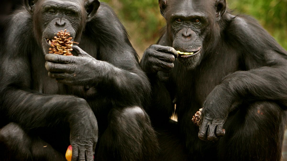 Des chimpanzés apprennent de nouveaux mots pour dialoguer avec d'autres