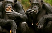 Des chimpanzés apprennent de nouveaux mots pour dialoguer avec d'autres