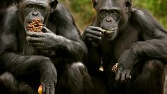 Des chimpanzés apprennent de nouveaux mots pour dialoguer avec d'autres