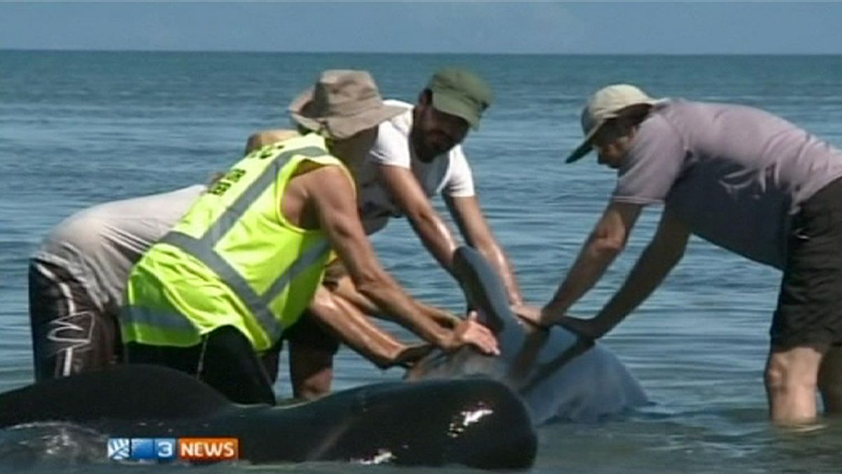 На побережье Новой Зеландии выбросились две сотни китов