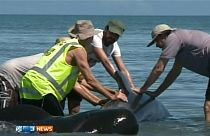 Nova-Zelândia: Duas centenas de baleias dão à costa