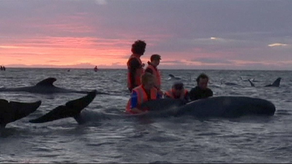 A partra vetett delfinek fele odaveszett Új-Zélandon