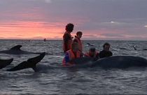 Mueren un centenar de ballenas varadas en Nueva Zelanda