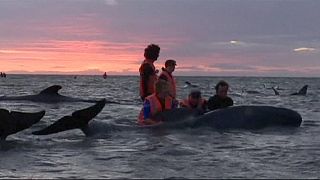 Mueren un centenar de ballenas varadas en Nueva Zelanda