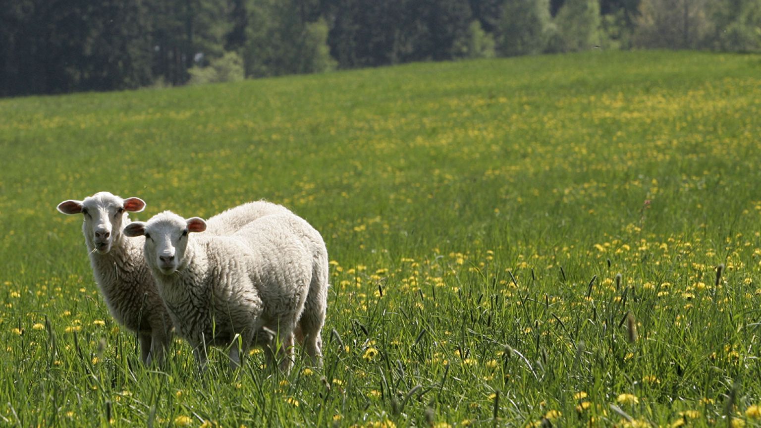 Pour mon réseau WiFi, donne-moi un mouton