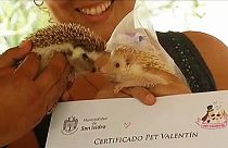 Peru: Pets tie the knot on Valentine's day