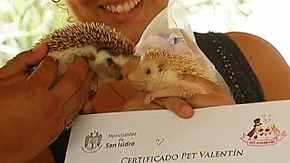 Peru: Pets tie the knot on Valentine's day