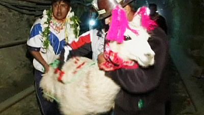 Bolivians sacrifice llamas in local mining tradition