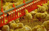 Γερμανία: Τέλος στις μαζικές θανατώσεις αρσενικών κοτόπουλων