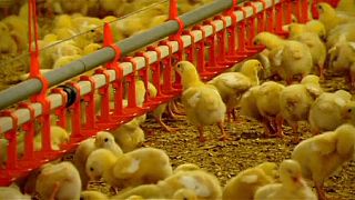 Alemanha: Massacre de frangos com fim à vista