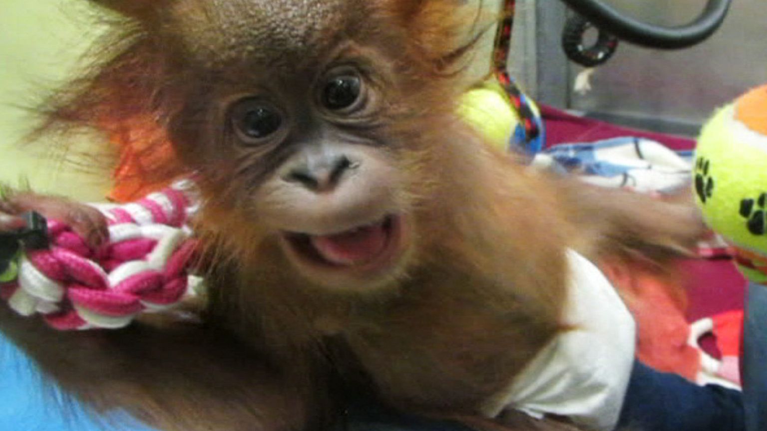 Una bebé orangután llega a un centro del Reino Unido