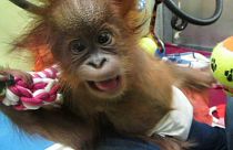 Orang-Utan-Baby kommt in britischem Heim an