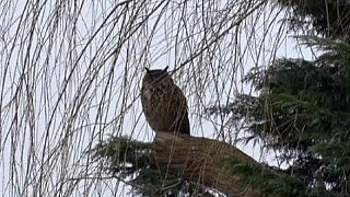 Un hibou sème la panique aux Pays-Bas