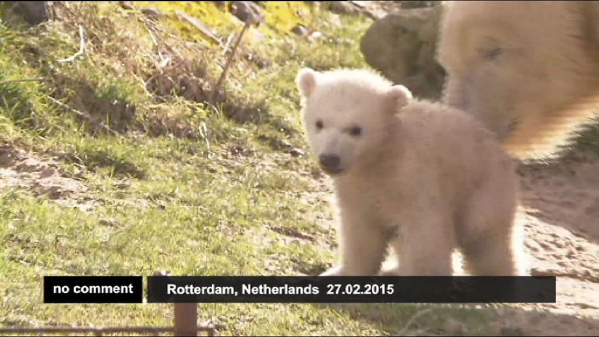 Bebek kutup ayılarının ilk gezisi
