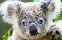 Australia culls hundreds of koalas