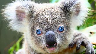 Australia culls hundreds of koalas