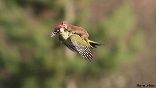Woodpecker and weasel vs the internet