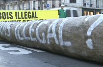 Un tronco contro il traffico illegale di legno