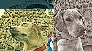 Θεσσαλονίκη: Σκυλιά ποζάρουν και «αφηγούνται» την ιστορία τους!