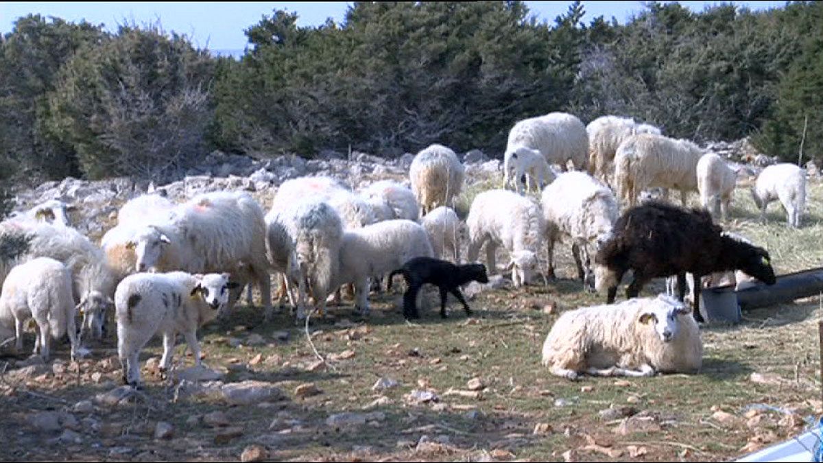 Croazia: una lana speciale contro le maree nere