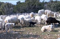 Croazia: una lana speciale contro le maree nere